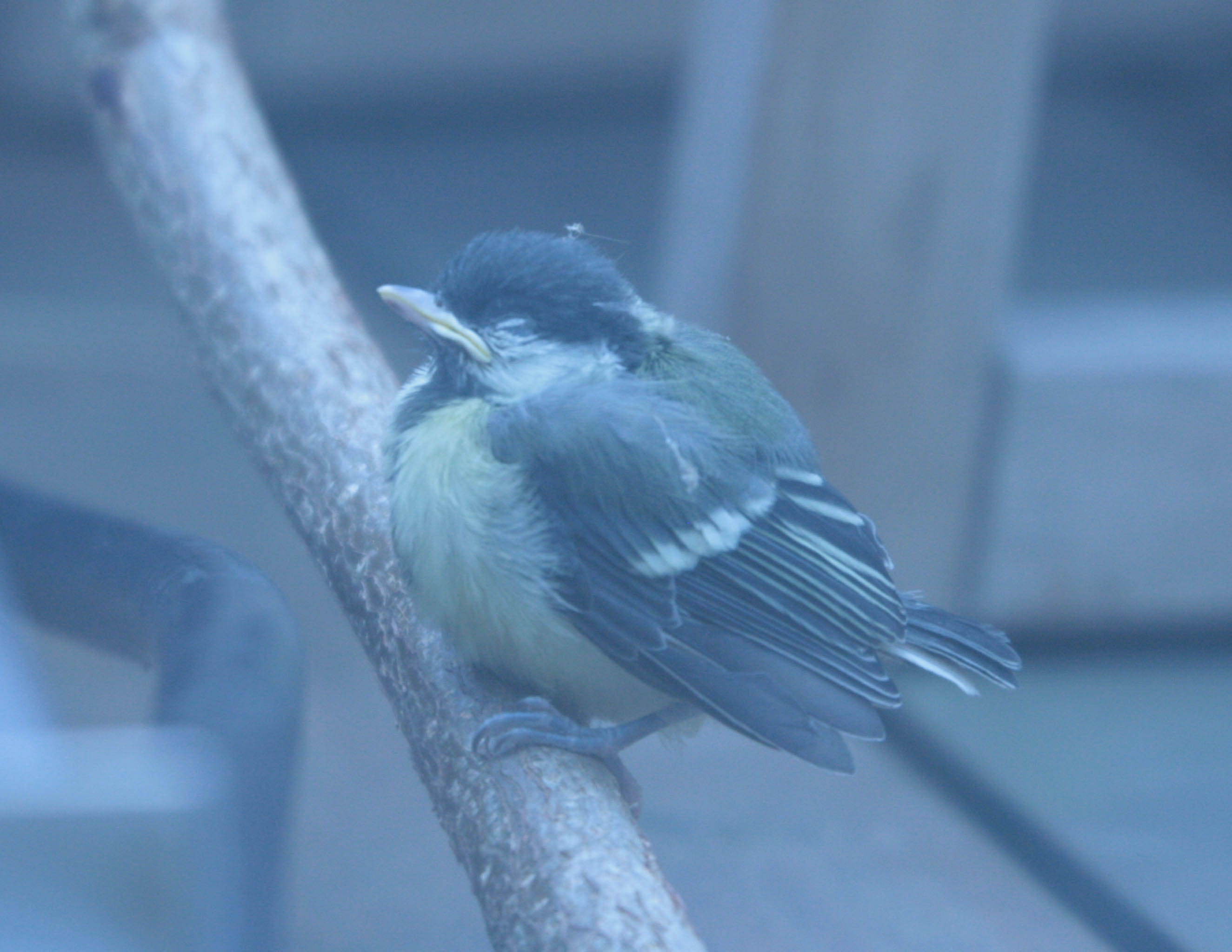 coal tit- chick- closed eyes- photo by justin bere.jpg